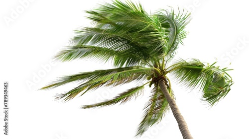 Palm tree clipart swaying in the breeze.