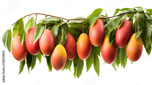 Natural Mango Yawning Lime Boo Isolated On Transparent Background  photo