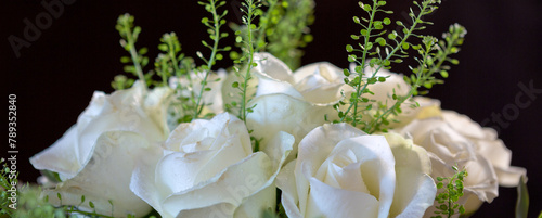 White roses with green leaves isolated on black background .