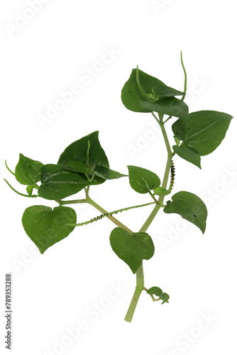 close up of Peperomia pellucida or pepper elder plant, shining bush plant, and man to man isolated on transparent background photo