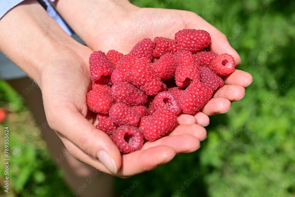 Ripe, red raspberries in the palm of your hand. Ripe, red raspberries in the palm of your hand.