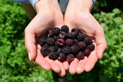 A close-up shot of hands holding plump black elderberries blackberry.