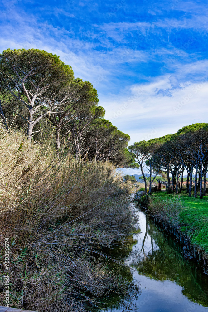Panorama of a canal in the maritime pine forest of the Tombolo reserve in Bibbona, Tuscany, Italy Panorama of a canal in the maritime pine forest of the Tombolo reserve in Bibbona, Tuscany, Italy