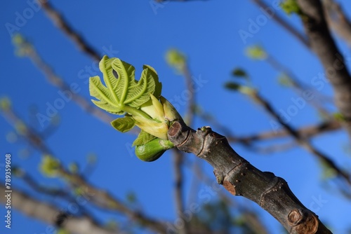 Young green fig leaves on a tree branch in a natural environment