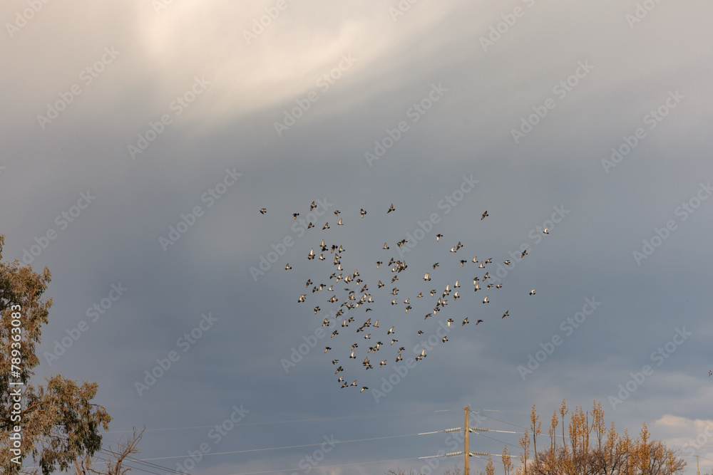Flock of pigeons flying in stormy afternoon sky Flock of pigeons flying in stormy afternoon sky