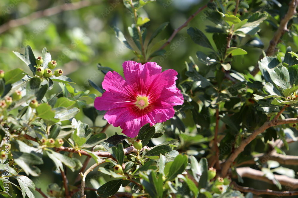 Green plants and flowers close up. Abstract natural background made of plants and flowers.