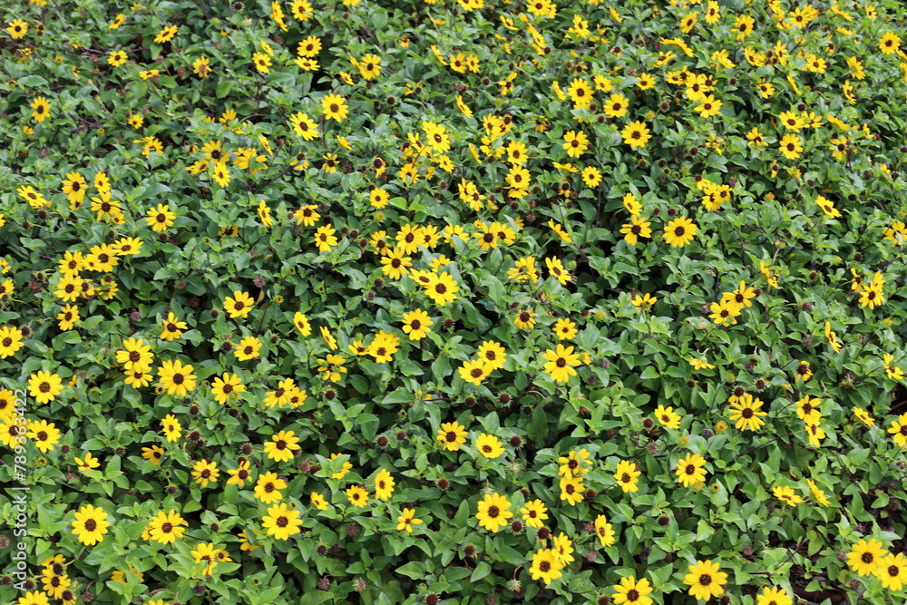 Green plants and flowers close up. Abstract natural background made of plants and flowers.