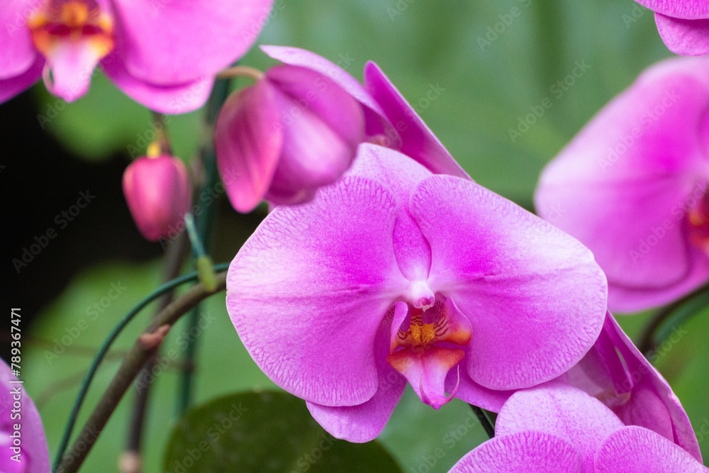 Orchids, flowers, Chiang Mai, Thailand Orchids, flowers, Chiang Mai, Thailand
