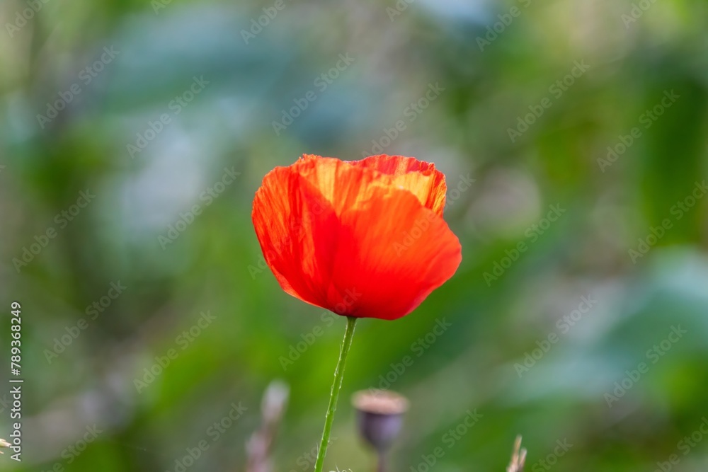 red poppy in the field