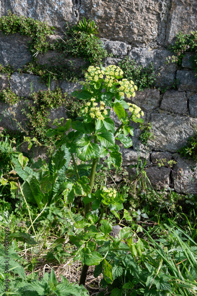 maceron, Smyrnium olusatrum maceron, Smyrnium olusatrum