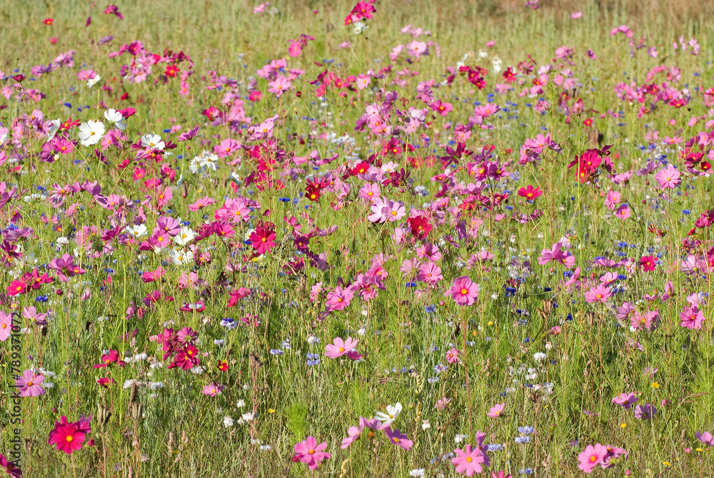 Friche fleurie, cosmos Friche fleurie, cosmos