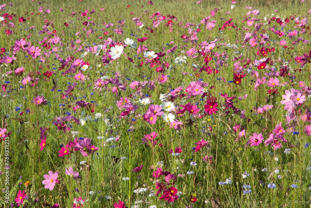 Friche fleurie, cosmos Friche fleurie, cosmos