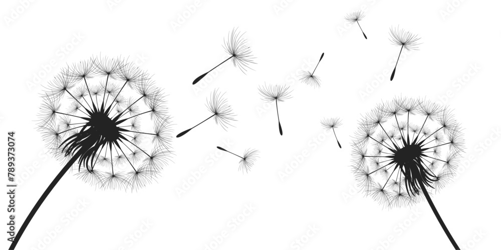 Vector illustration dandelion time. Black Dandelion seeds blowing in the wind. The wind inflates a dandelion isolated on a white background.