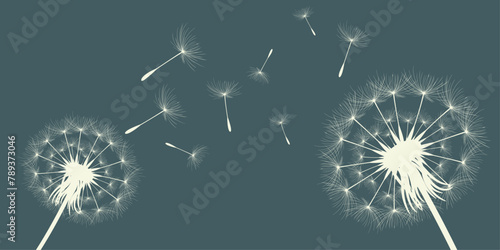 Vector illustration of dandelion time. Beautiful realistic Dandelion seeds blowing in the wind. The wind inflates a dandelion isolated in an editable evening background.