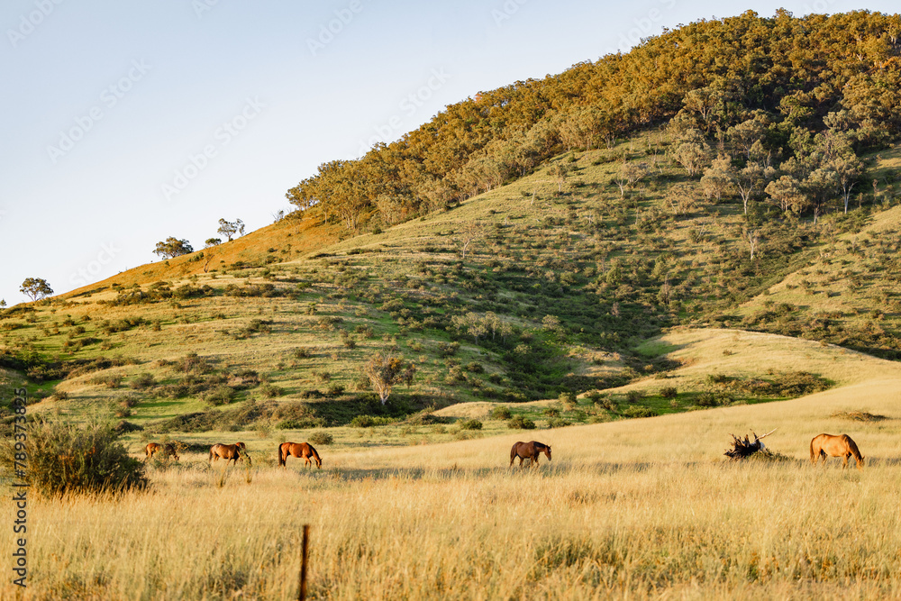 Horses in paddock at base of steep hill Horses in paddock at base of steep hill