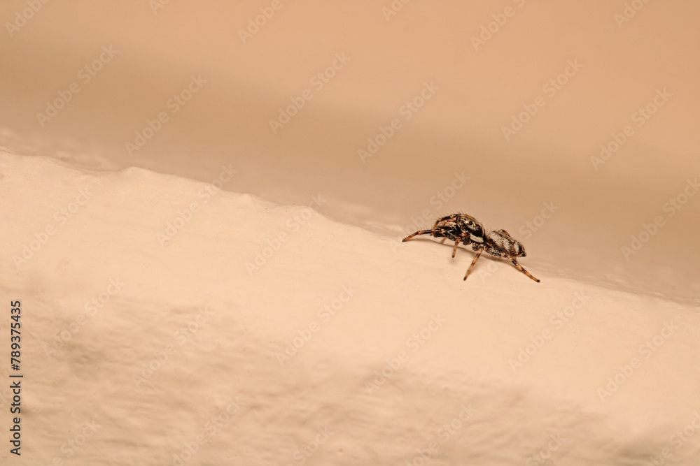 Obraz premium little jumping spider macro photo