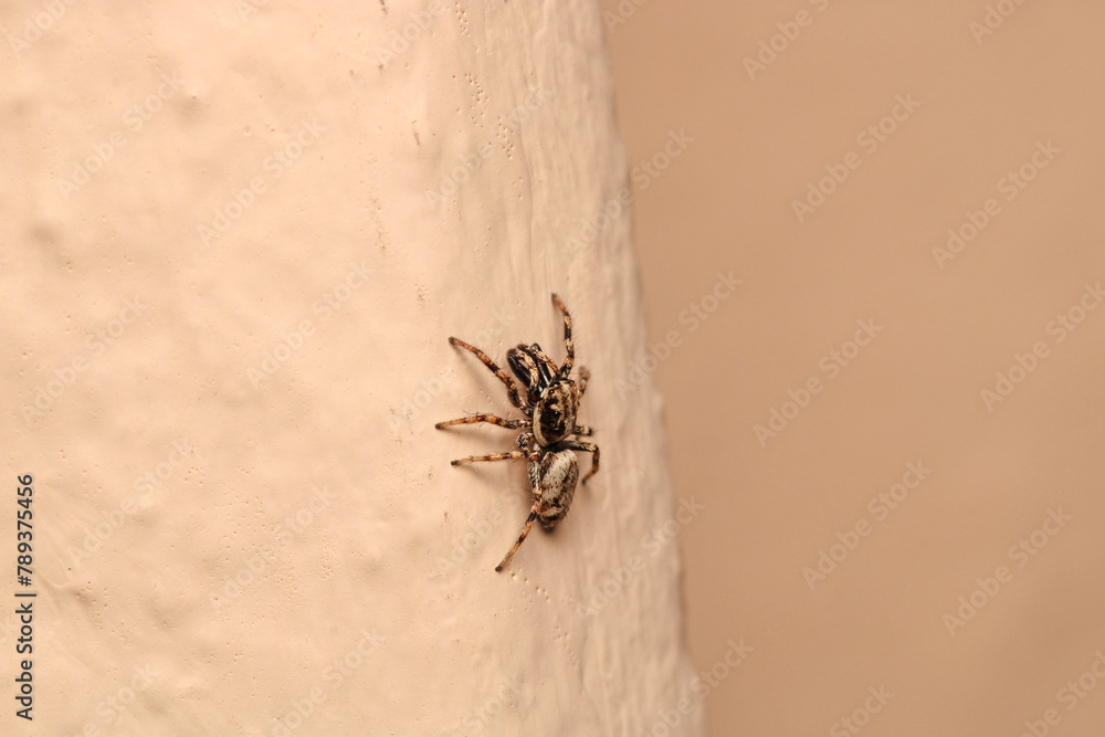 little jumping spider macro photo little jumping spider macro photo