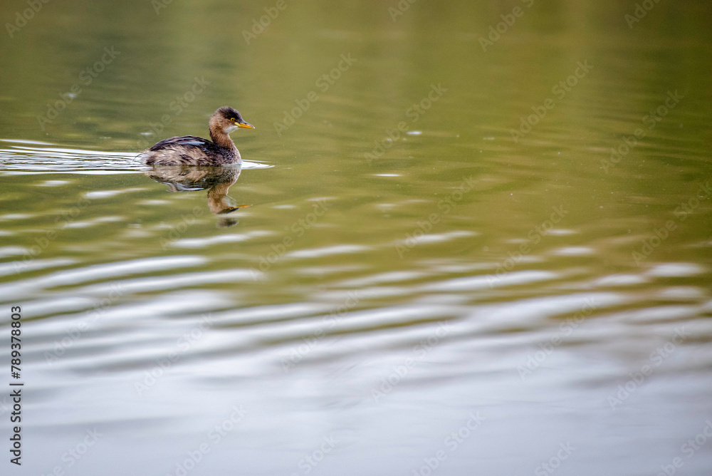 The little grebe (Tachybaptus ruficollis), also known as dabchick The little grebe (Tachybaptus ruficollis), also known as dabchick