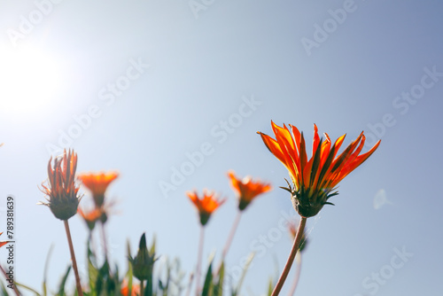 Vibrant yellow and orange gazania flowers with blue sky background photo
