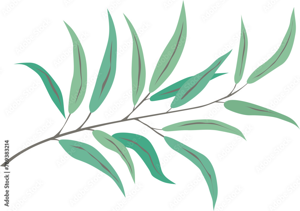 Fototapeta premium olive branch with leaves, vector drawing on a white background