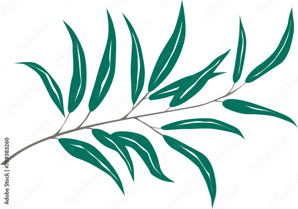 Fototapeta premium olive branch with leaves, vector drawing on a white background