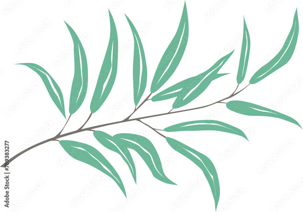 Obraz premium olive branch with leaves, vector drawing on a white background