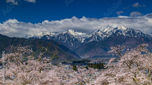 桜と雪山　長野県大町市　大町公園