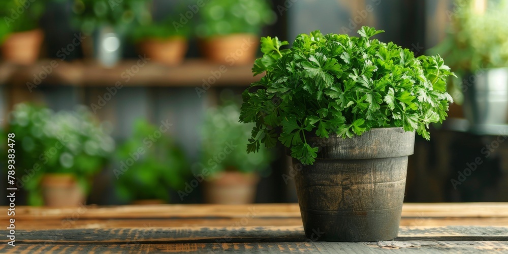 Fresh aromatic organic parsley in a clay pot on a wooden rustic background Fresh aromatic organic parsley in a clay pot on a wooden rustic background