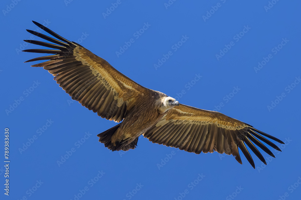 Buitre leonado en Madrid