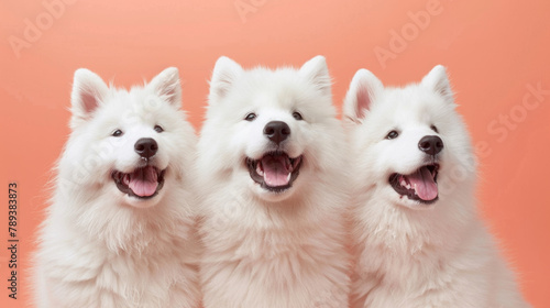 three happy white samoyed dogs on a pastel peach colored background photo