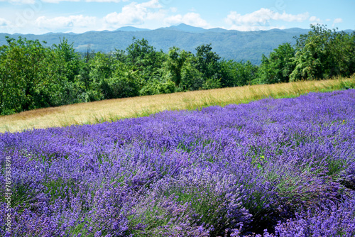 Lavender field in bloom near the village of Sale San Giovanni  Langhe region  Piedmont  Italy  Europe