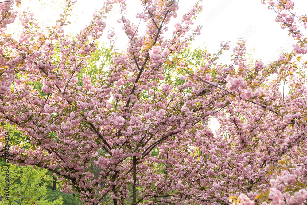 Cherry blossoms in spring, pink flowers on Japanese cherry tree Cherry blossoms in spring, pink flowers on Japanese cherry tree