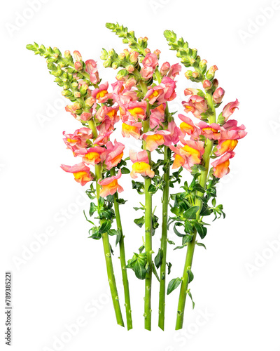 Bilde på lerret Pink snapdragon flower png sticker
