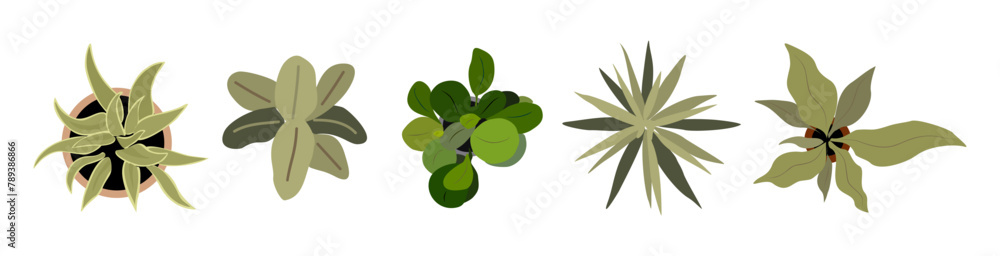 Obraz premium Set of different house plants top view. Potted flowers colorful icons for landscape, architectural, interior design. Hand drawn Vector flat illustrations isolated on transparent background.
