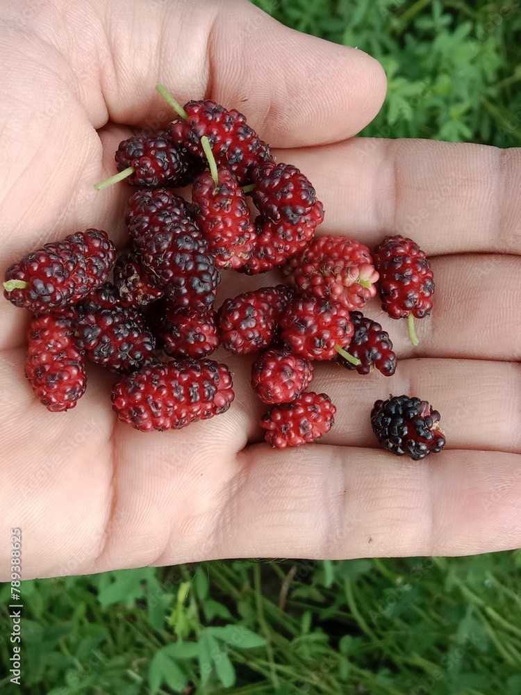 red mulberry fruit or fruit of the Morus rubra or mulberry fruits in Red color red mulberry fruit or fruit of the Morus rubra or mulberry fruits in Red color