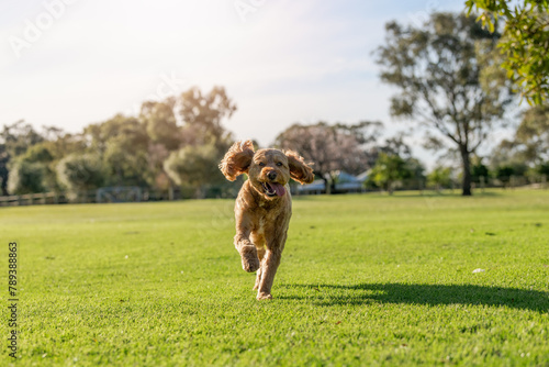 Dog running towards camera in a park photo