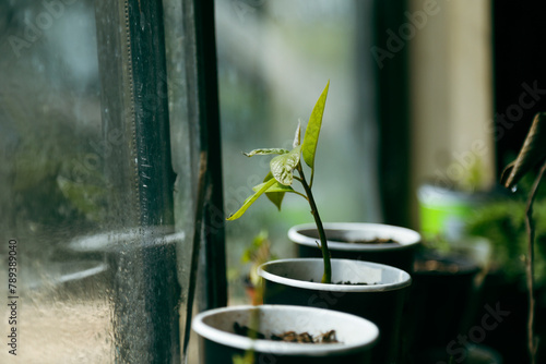 Hot house seed raising avocado plant in recycled cardboard singe use coffee cups