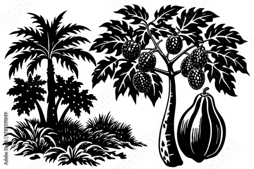 papaya-black-gum-trees-the-garden  vector illusrtation photo