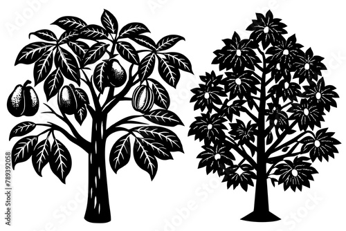  pawpaw-tree-cork-oak  vector illusrtation photo