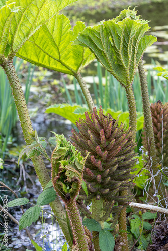 Brazilian Giant Rhubarb, Gunnera manicata,  conical branched panicle growing in springtime in East Sussex © philipbird123