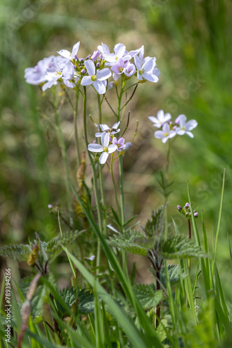 Cuckoo flowers, Cardamine pratensis, flowering in the spring sunshine in East Sussex