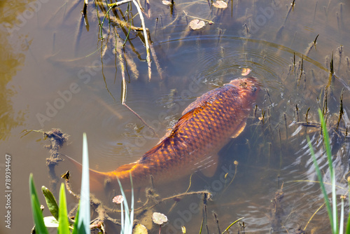 Koi Carp swimming close to the surface in a pond in East Sussex © philipbird123