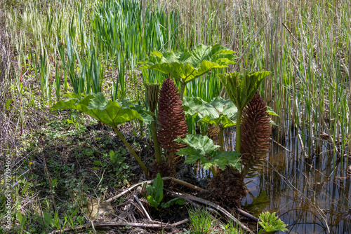 Brazilian Giant Rhubarb, Gunnera manicata,  conical branched panicle growing in springtime in East Sussex © philipbird123
