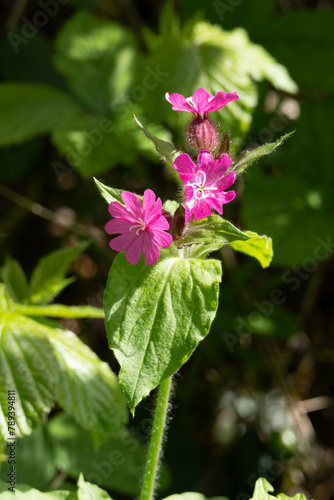 Red Campion, Silene dioica,  growing in springtime in Surrey