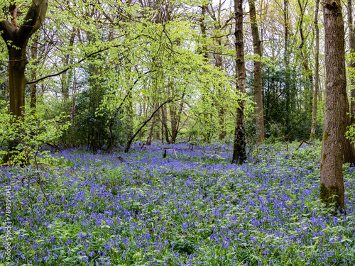 Bluebells in Staffhurst Woods near Oxted Surrey © philipbird123