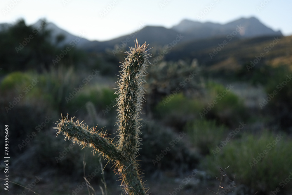 Cholla cactus close up in the desert with mountains in the background Cholla cactus close up in the desert with mountains in the background