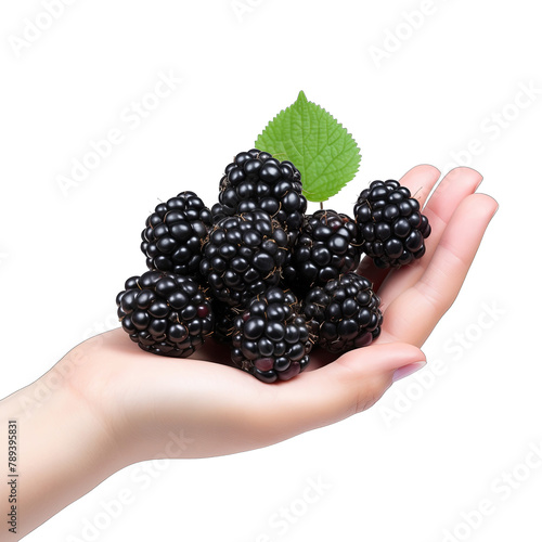 blackberrie in hand SVG on transparent background photo