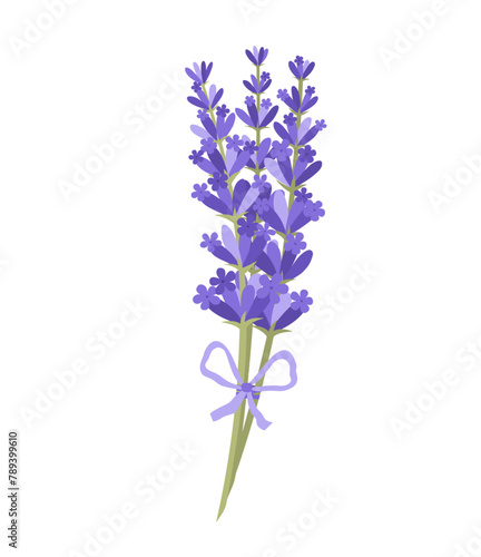 Botanical vector illustration of a bouquet of lavender sprigs with a purple ribbon bow on white background. Herbal art in flat style for greeting cards, cosmetics packaging, aromatherapy, posters
