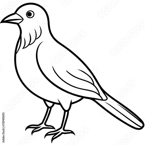 illustration of a pigeon vector-illustration