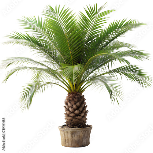 dwarf date palm on transparent background photo